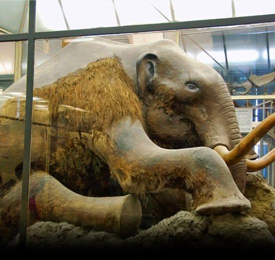IL MAMMUT DI BERESKOVA