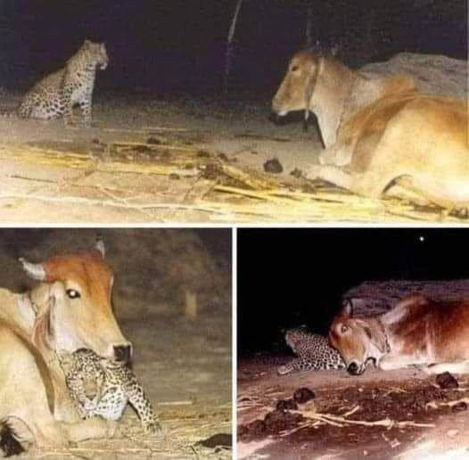 IL LEOPARDO E LA MAMMA MUCCA